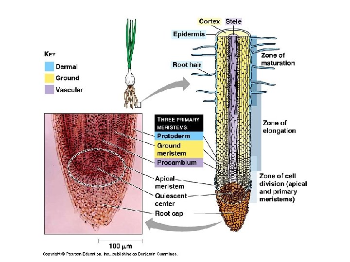 Plant Structure Growth and Development Introduction The Angiosperm
