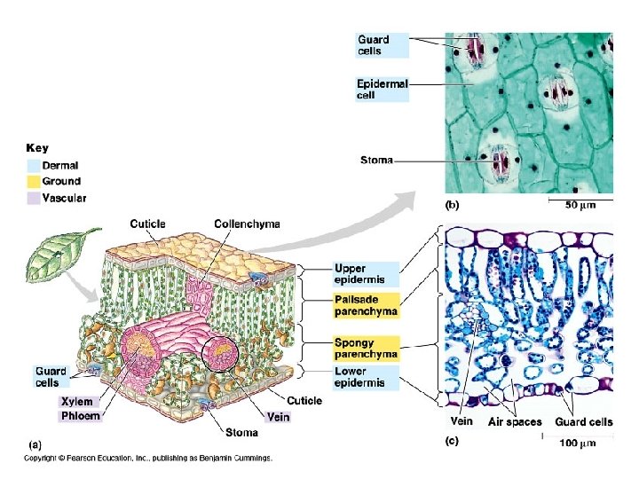 Plant Structure Growth and Development Introduction The Angiosperm