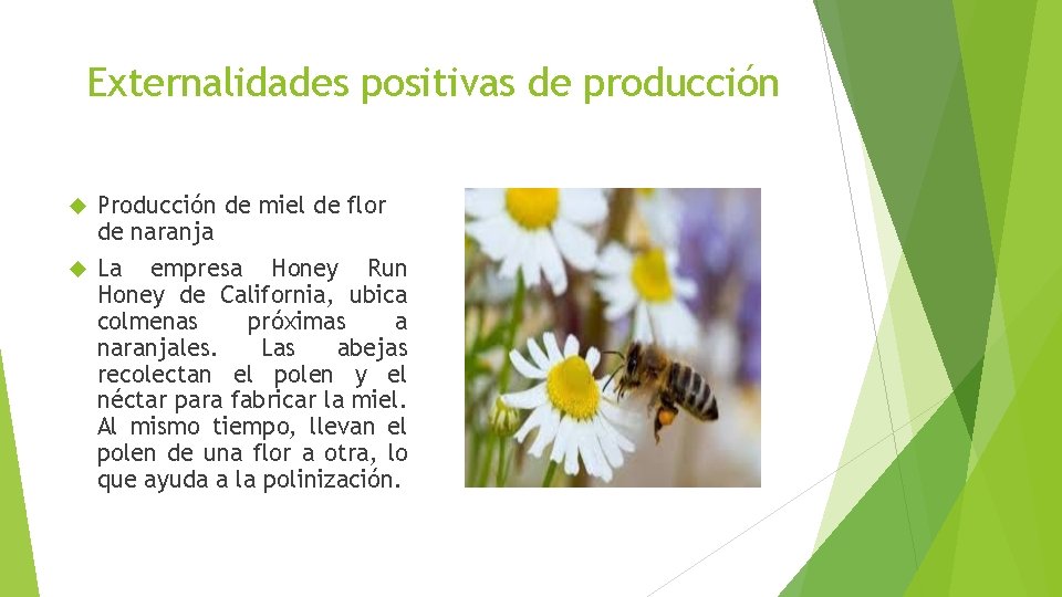 Externalidades positivas de producción Producción de miel de flor de naranja La empresa Honey