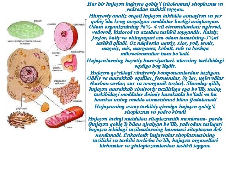 Har bir hujayra qobig'i (sitolemma) sitoplazma va yadrodan tashkil topgan. Himyoviy analiz orqali hujayra