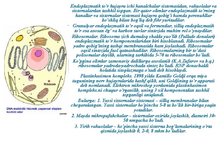 Endoplazmatik to'r hujayra ichi kanalchalar sistemasidan, vakuolalar va sisternalardan tashkil topgan. Bir qator olimlar