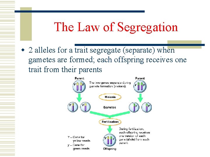 The Law of Segregation w 2 alleles for a trait segregate (separate) when gametes