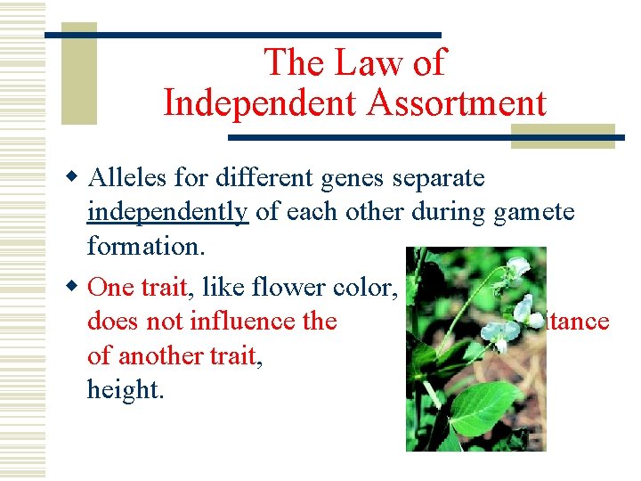 The Law of Independent Assortment w Alleles for different genes separate independently of each The Law of Independent Assortment w Alleles for different genes separate independently of each
