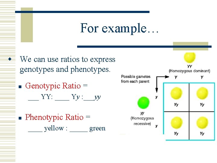 For example… w We can use ratios to express genotypes and phenotypes. n Genotypic