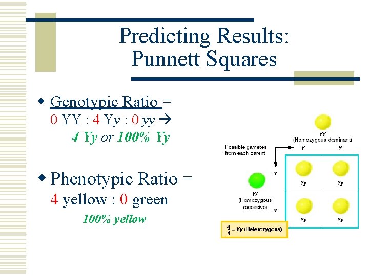 Predicting Results: Punnett Squares w Genotypic Ratio = 0 YY : 4 Yy :