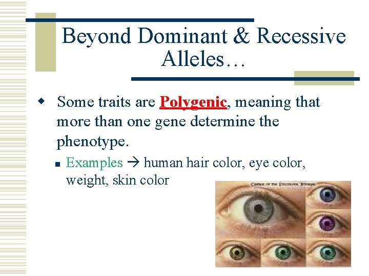 Beyond Dominant & Recessive Alleles… w Some traits are Polygenic, meaning that more than