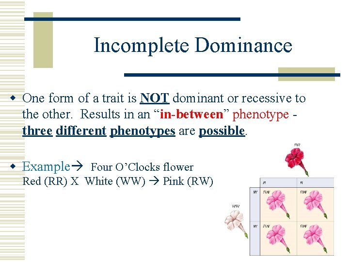 Incomplete Dominance w One form of a trait is NOT dominant or recessive to