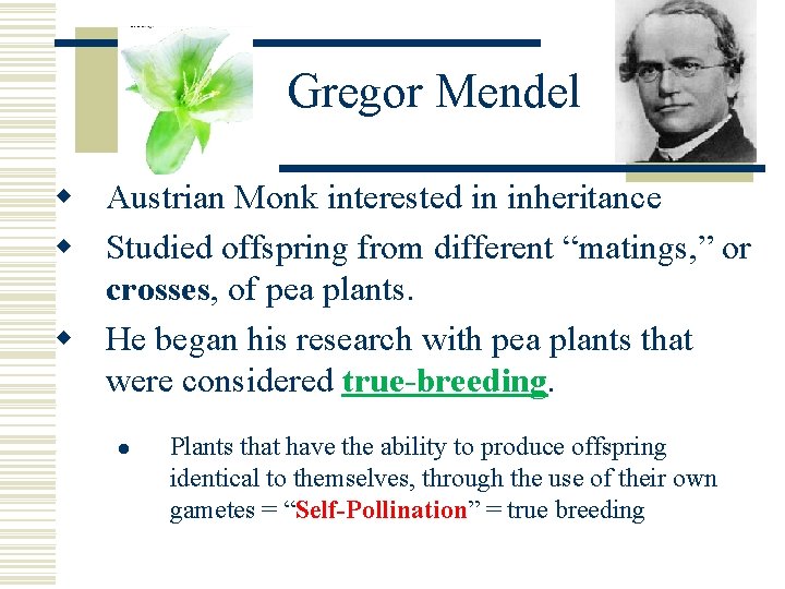Gregor Mendel w Austrian Monk interested in inheritance w Studied offspring from different “matings, Gregor Mendel w Austrian Monk interested in inheritance w Studied offspring from different “matings,