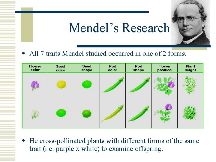 Mendel’s Research w All 7 traits Mendel studied occurred in one of 2 forms. Mendel’s Research w All 7 traits Mendel studied occurred in one of 2 forms.