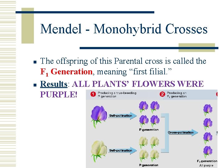 Mendel - Monohybrid Crosses n n The offspring of this Parental cross is called