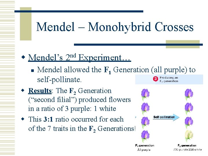 Mendel – Monohybrid Crosses w Mendel’s 2 nd Experiment… n Mendel allowed the F
