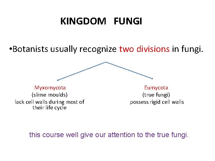 KINGDOM FUNGI • Botanists usually recognize two divisions in fungi. Myxomycota (slime moulds) lack