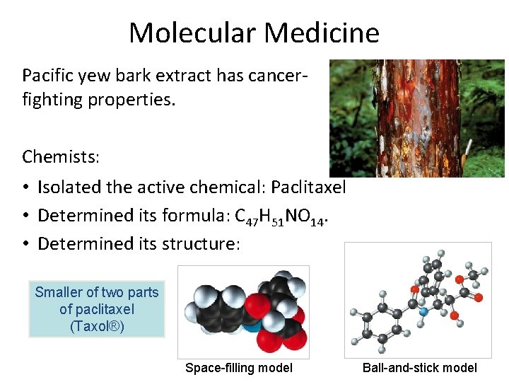 Molecular Medicine Pacific yew bark extract has cancerfighting properties. Chemists: • Isolated the active