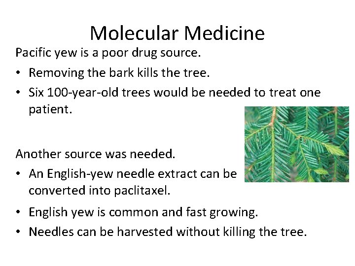 Molecular Medicine Pacific yew is a poor drug source. • Removing the bark kills