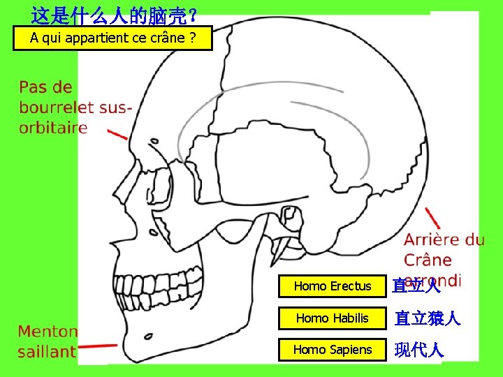 这是什么人的脑壳？ A qui appartient ce crâne ? Homo Erectus 直立人 Homo Habilis 直立猿人 Homo