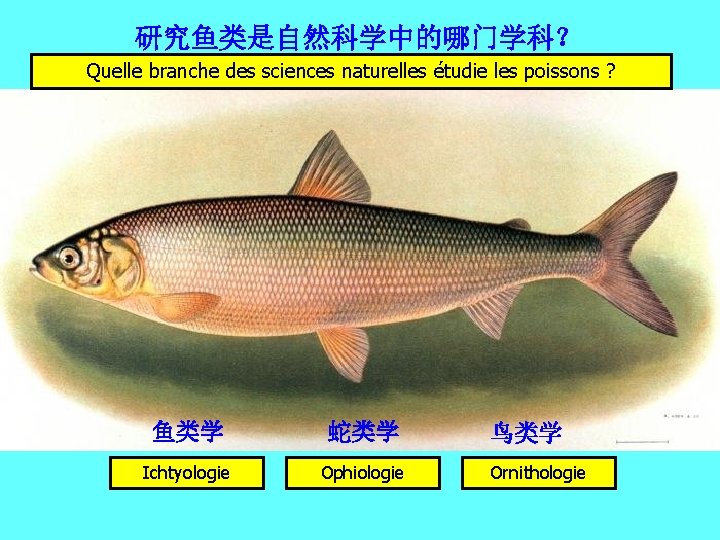 研究鱼类是自然科学中的哪门学科？ Quelle branche des sciences naturelles étudie les poissons ? 鱼类学 蛇类学 Ichtyologie Ophiologie