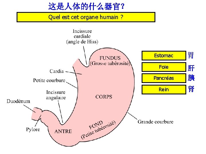 这是人体的什么器官？ Quel est cet organe humain ? Estomac 胃 Foie Pancréas 肝 胰 Rein