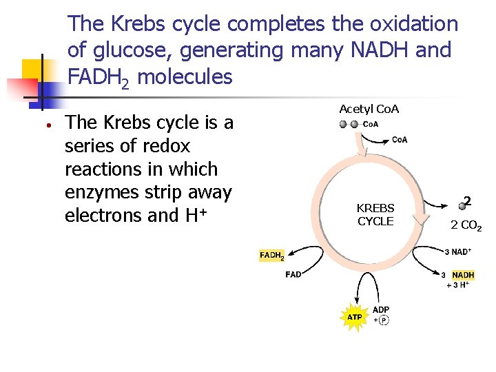 The Krebs cycle completes the oxidation of glucose, generating many NADH and FADH 2