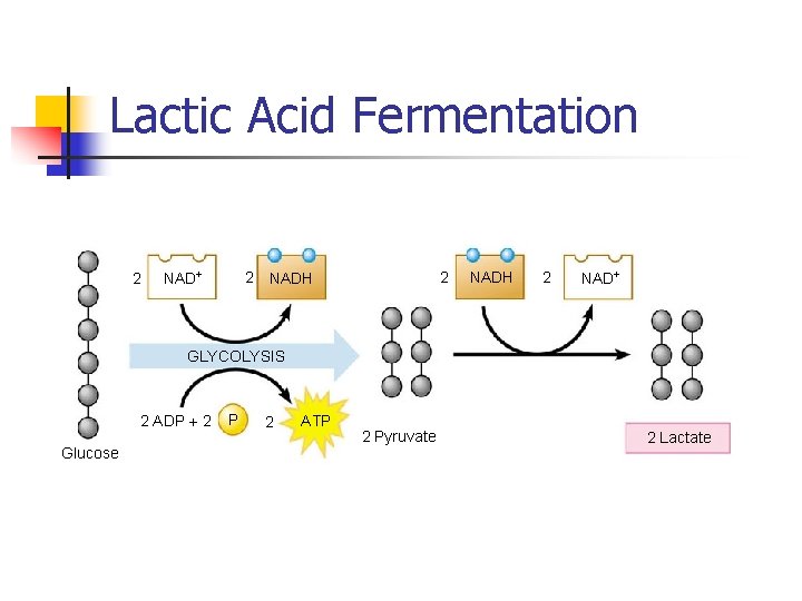 Lactic Acid Fermentation 2 NAD+ 2 2 NADH 2 NAD+ GLYCOLYSIS 2 ADP +