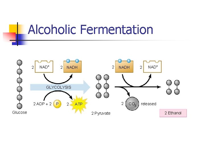 Alcoholic Fermentation 2 NAD+ 2 2 NADH 2 NAD+ GLYCOLYSIS 2 ADP + 2