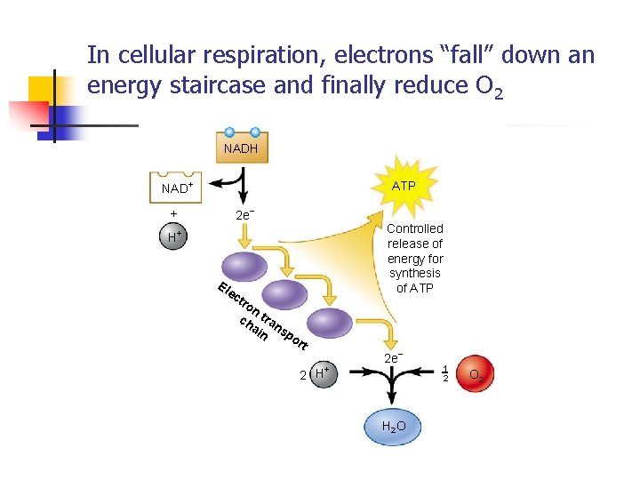 In cellular respiration, electrons “fall” down an energy staircase and finally reduce O 2