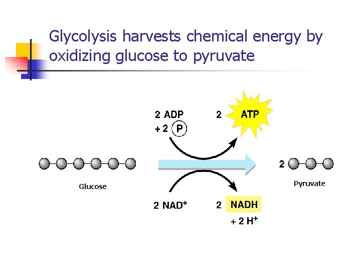 Glycolysis harvests chemical energy by oxidizing glucose to pyruvate Glucose Pyruvate 
