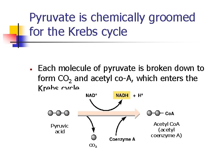 Pyruvate is chemically groomed for the Krebs cycle • Each molecule of pyruvate is