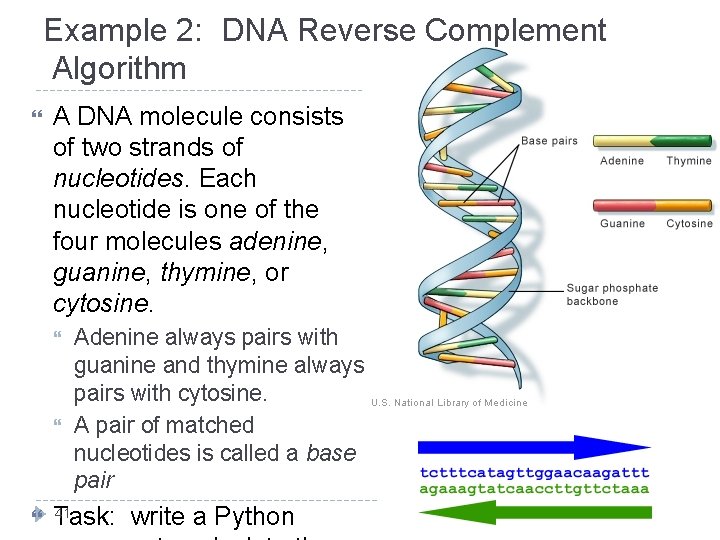Example 2: DNA Reverse Complement Algorithm A DNA molecule consists of two strands of