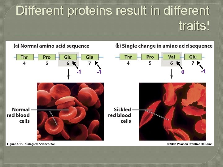 Different proteins result in different traits! -1 -1 0 -1 