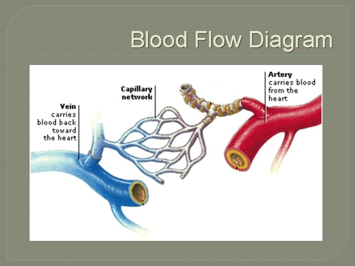Blood Flow Diagram 