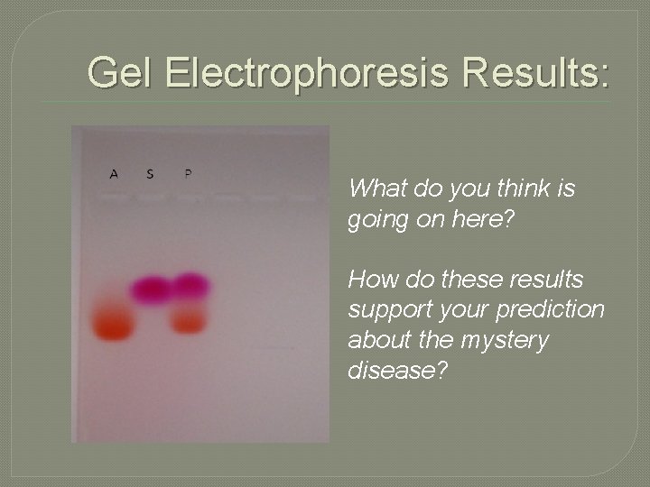 Gel Electrophoresis Results: What do you think is going on here? How do these