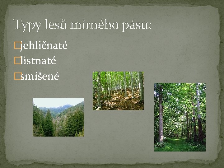Typy lesů mírného pásu: �jehličnaté �listnaté �smíšené 