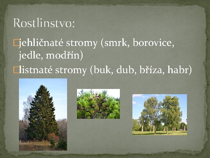 Rostlinstvo: �jehličnaté stromy (smrk, borovice, jedle, modřín) �listnaté stromy (buk, dub, bříza, habr) 