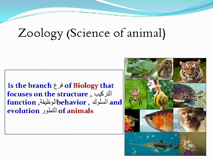 Zoology (Science of animal) Is the branch ﻓﺮﻉ of Biology that focuses on the