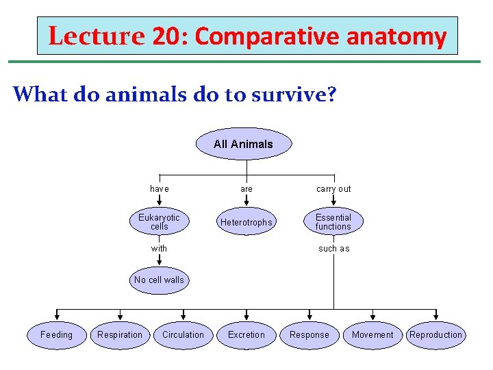 Lecture 20: Comparative anatomy What do animals do to survive? All Animals have are