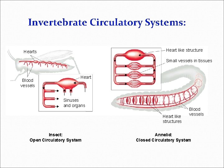Invertebrate Circulatory Systems: Section 29 -2 Heart like structure Hearts Small vessels in tissues