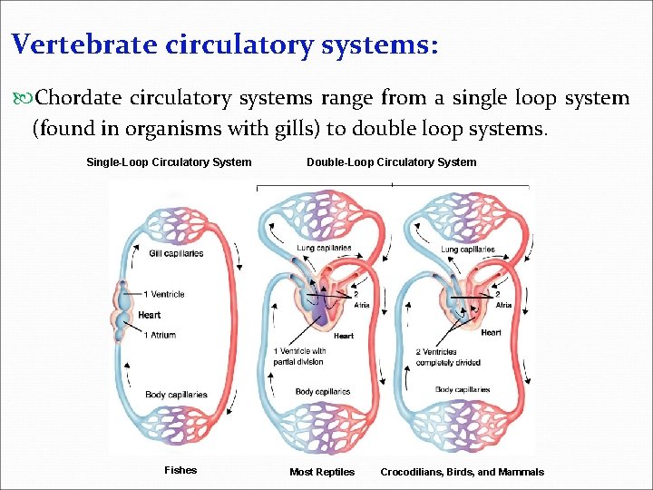 Vertebrate circulatory systems: Chordate circulatory systems range from a single loop system (found in