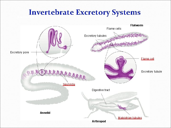 Invertebrate Excretory Systems Section 29 -2 Flatworm Flame cells Excretory tubules Excretory pore Flame