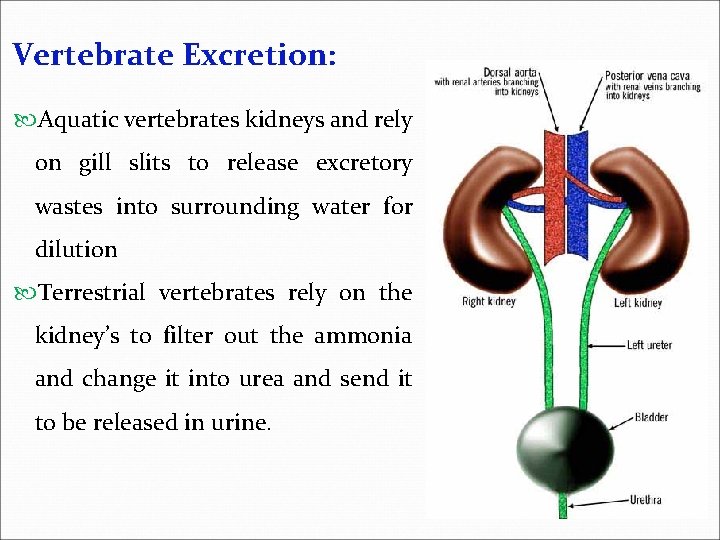 Vertebrate Excretion: Aquatic vertebrates kidneys and rely on gill slits to release excretory wastes