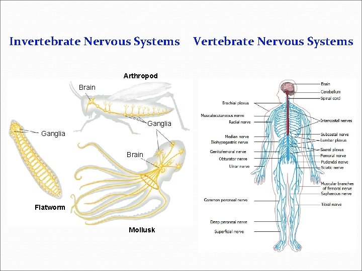 Section 29 -2 Invertebrate Nervous Systems Arthropod Brain Ganglia Brain Flatworm Mollusk Vertebrate Nervous