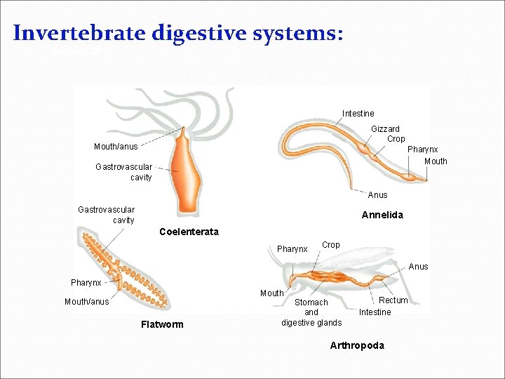 Invertebrate digestive systems: Section 29 -2 Intestine Gizzard Crop Mouth/anus Pharynx Mouth Gastrovascular cavity