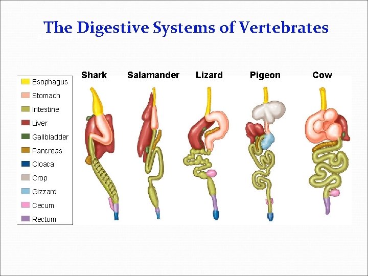 The Digestive Systems of Vertebrates Section 33 -3 Esophagus Stomach Intestine Liver Gallbladder Pancreas