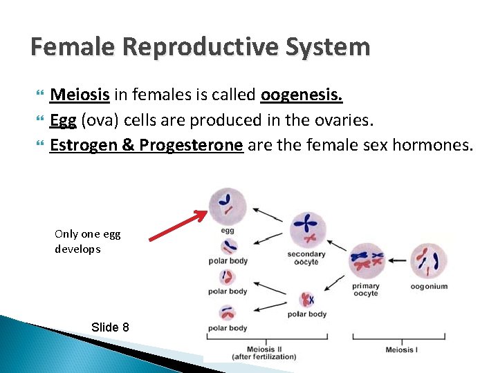 Female Reproductive System Meiosis in females is called oogenesis. Egg (ova) cells are produced