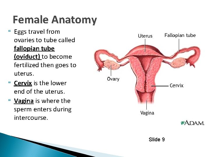 Female Anatomy Eggs travel from ovaries to tube called fallopian tube (oviduct) to become
