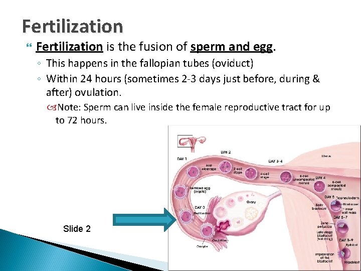 Fertilization is the fusion of sperm and egg. ◦ This happens in the fallopian