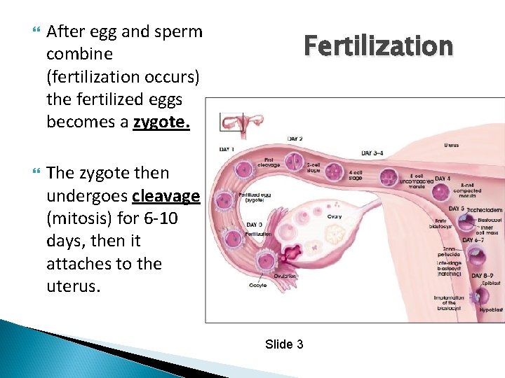  After egg and sperm combine (fertilization occurs) the fertilized eggs becomes a zygote.