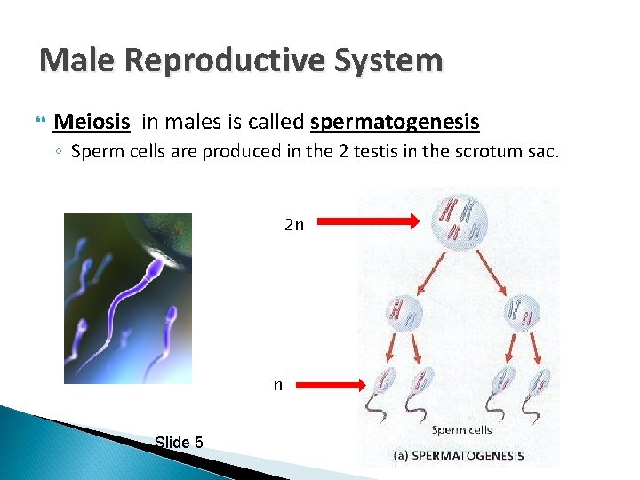 Male Reproductive System Meiosis in males is called spermatogenesis ◦ Sperm cells are produced