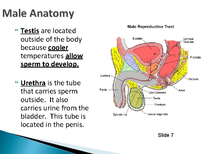 Male Anatomy Testis are located outside of the body because cooler temperatures allow sperm