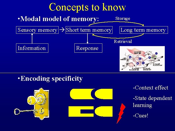 Concepts to know • Modal model of memory: Sensory memory Short term memory Storage