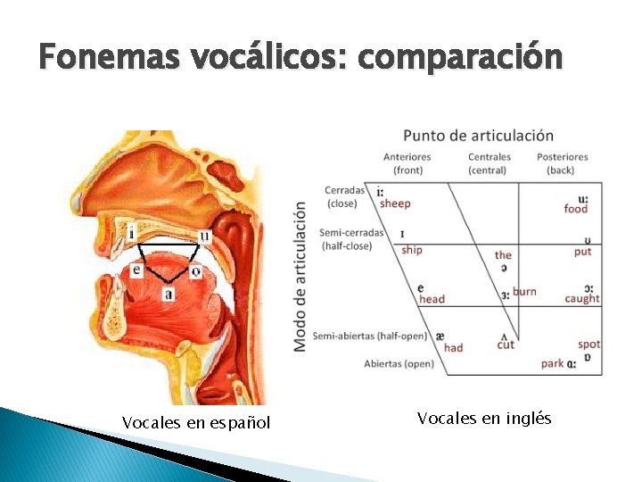 Fonemas vocálicos: comparación Vocales en español Vocales en inglés 